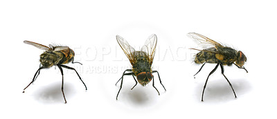 Buy stock photo A photo of an ordinary housefly (Musca domestica)