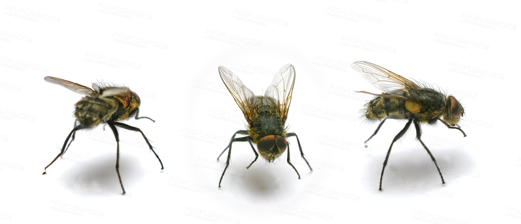 Buy stock photo A photo of an ordinary housefly (Musca domestica)