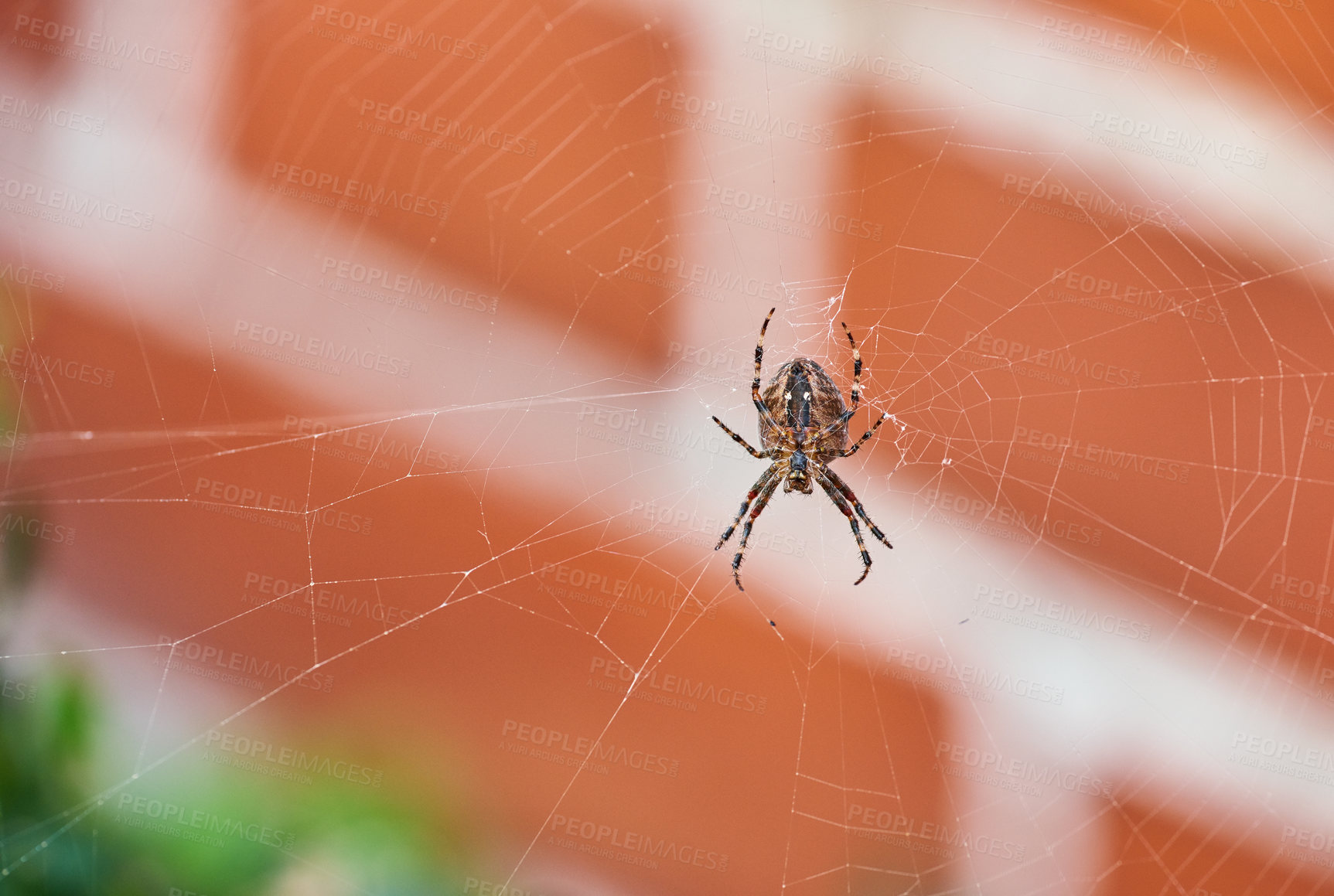 Buy stock photo A brown walnut orb weaver spider on its web from below, against blurred background of red brick house. Striped black arachnid in the center of its cobweb. The nuctenea umbratica is beneficial insect