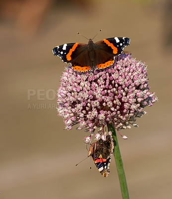 Buy stock photo Two red admiral butterflies perched on wild leek or onion flower with copyspace background in home garden. Closeup of vanessa atalanta insects sitting on giant allium ampeloprasum or polyanthum plant