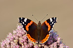 The Red Admiral