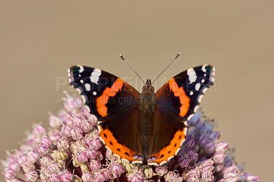 Buy stock photo A beautiful garden butterfly sitting on the madar flower. Close up of a Red admirable with its wings wide open. Macro close-up of colorful creature in a park. Colorful Butterfly pollinating on madar.