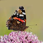 The Red Admiral