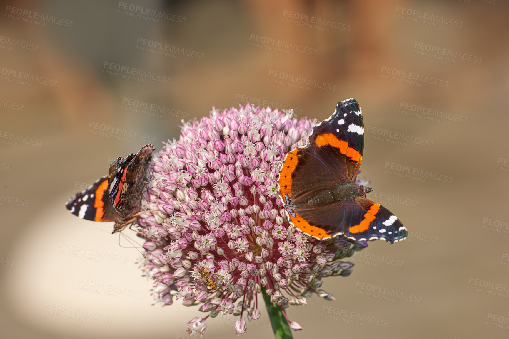 Buy stock photo Nature, flower and butterfly on plant in field for ecosystem, environment and natural ecology. Wallpaper, animals and Red Admiral insect in garden for wildlife conservation, habitat and pollination