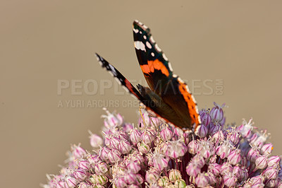 Buy stock photo One red admiral butterfly perched on a pink wild leak or onion flower with a brown background and copyspace. Closeup of a vanessa atalanta sitting on an allium polyanthum or ampeloprasum garden plant