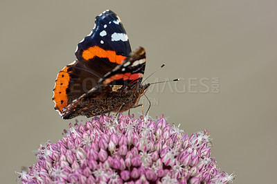 Buy stock photo Closeup of red admiral butterfly perched on pink wild leek onion flower against nature background with copyspace. One vanessa atalanta on purple allium ampeloprasum. Studying insects and butterflies