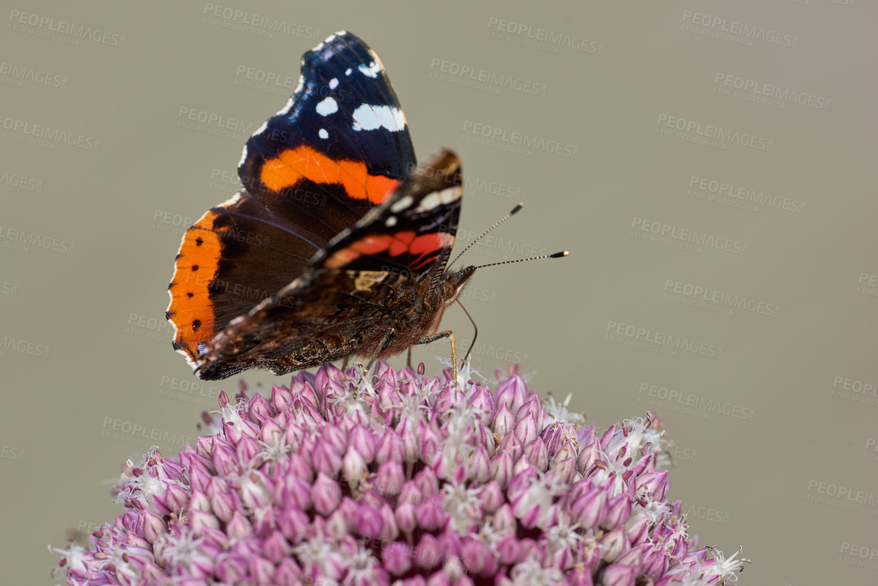 Buy stock photo Closeup of red admiral butterfly perched on pink wild leek onion flower against nature background with copyspace. One vanessa atalanta on purple allium ampeloprasum. Studying insects and butterflies