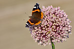 The Red Admiral