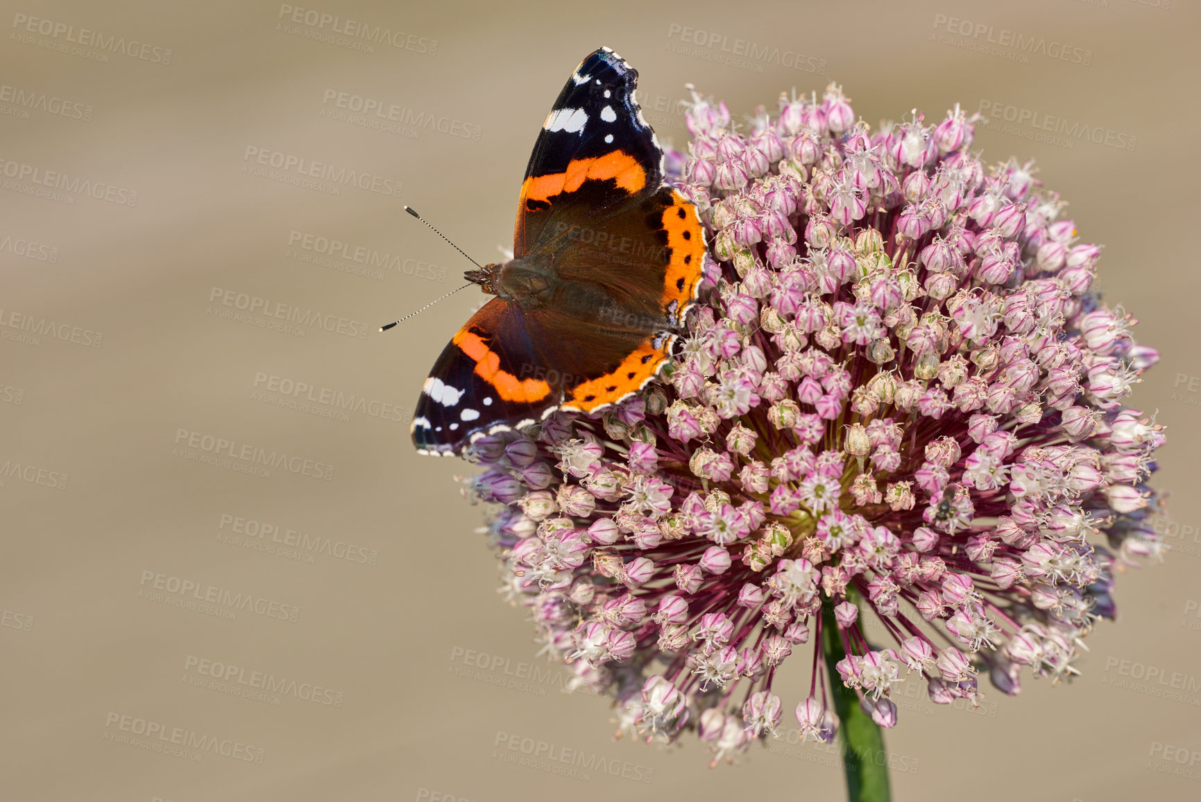 Buy stock photo Red admiral butterfly sucking nectar from a vibrant pink flower in the garden outdoors with copyspace. Vanessa Atalanta insect with colourful wings landing on a plant on a sunny day during springtime