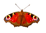 Butterfly - European Peacock butterfly