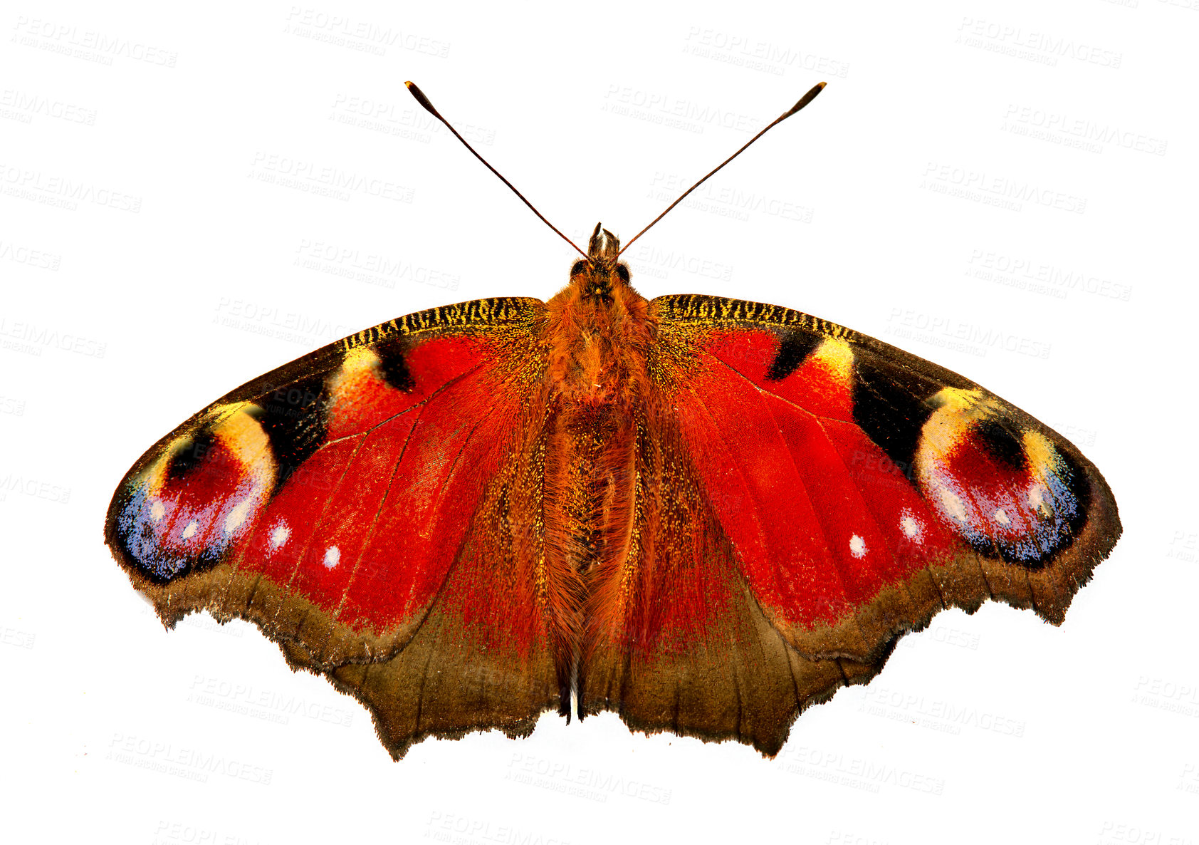 Buy stock photo Creature, insect and wings of butterfly on a white background for ecology, zoology and entomology. Animal anatomy, natural pattern and isolated European Peacock bug for nature conservation in studio