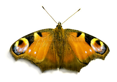 Buy stock photo Colourful, peacock and butterfly as insect in studio with natural beauty, vibrant pattern and pollination. Creative, European bug and art of environment growth, ecosystem habitat and white background