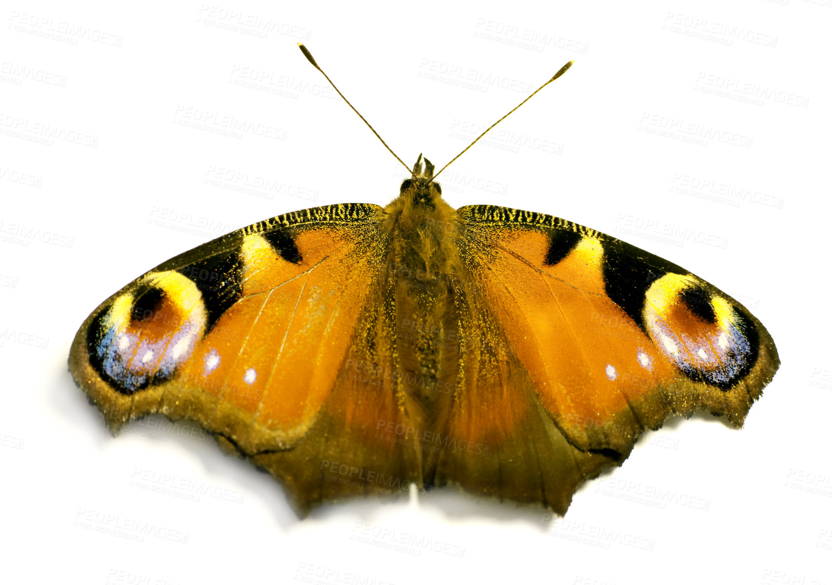 Buy stock photo Colourful, peacock and butterfly as insect in studio with natural beauty, vibrant pattern and pollination. Creative, European bug and art of environment growth, ecosystem habitat and white background