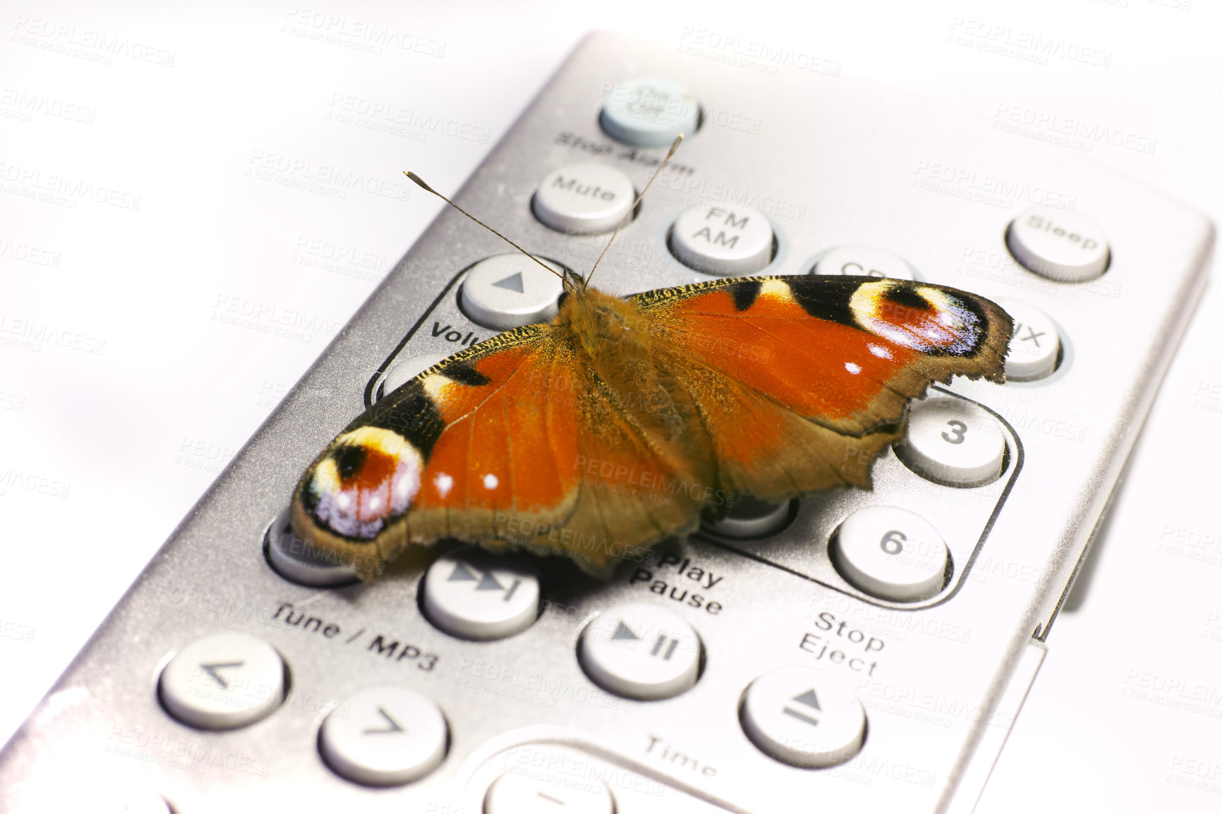 Buy stock photo Nature, insect and butterfly on remote in studio for environment, zoology and entomology. Animal anatomy, natural and isolated European Peacock creature on TV control buttons on a white background