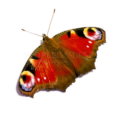 Buy stock photo Nature, insect and wings of butterfly in studio for environment, zoology and entomology research. Animal, natural anatomy and isolated European Peacock creature for conservation on a white background