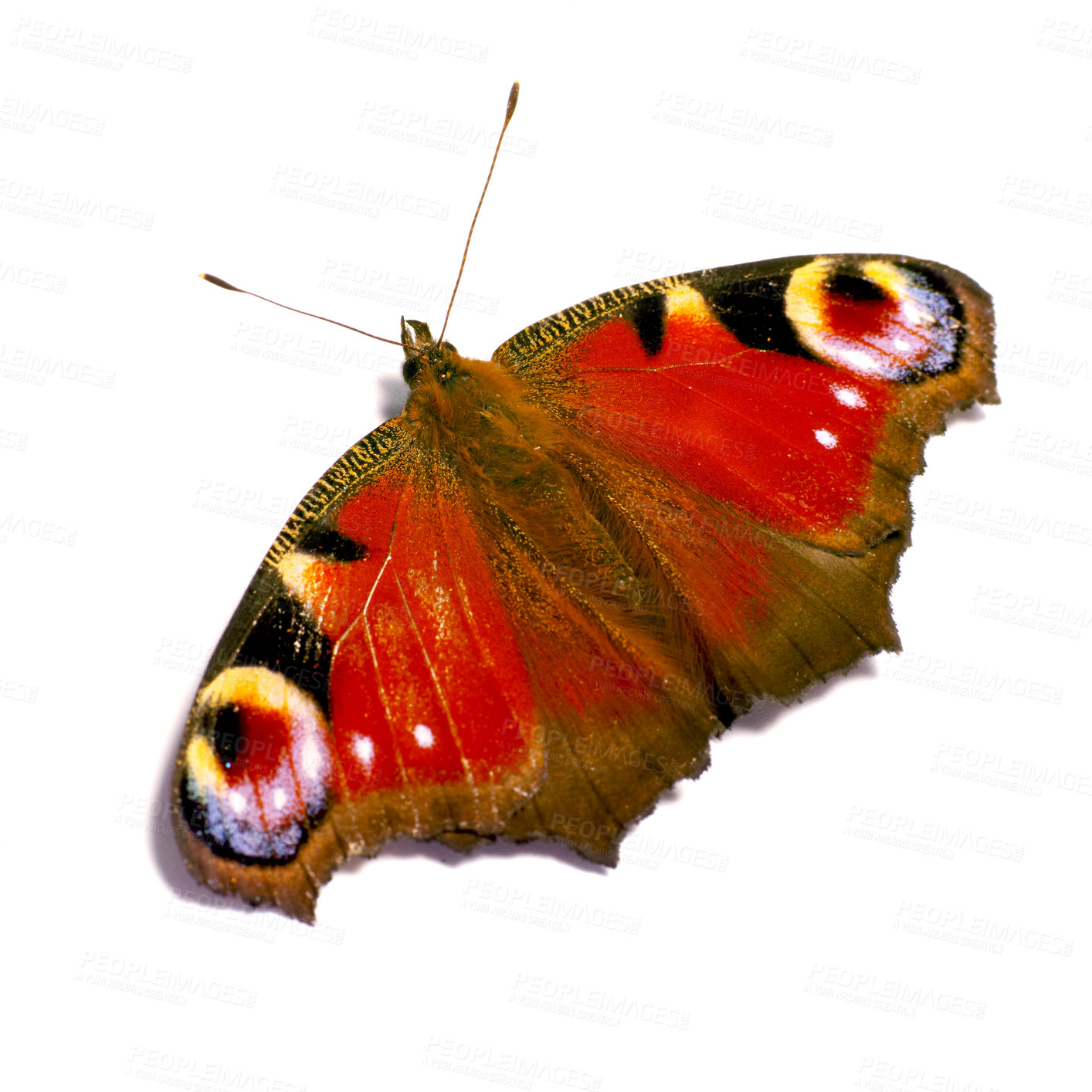 Buy stock photo Nature, insect and wings of butterfly in studio for environment, zoology and entomology research. Animal, natural anatomy and isolated European Peacock creature for conservation on a white background