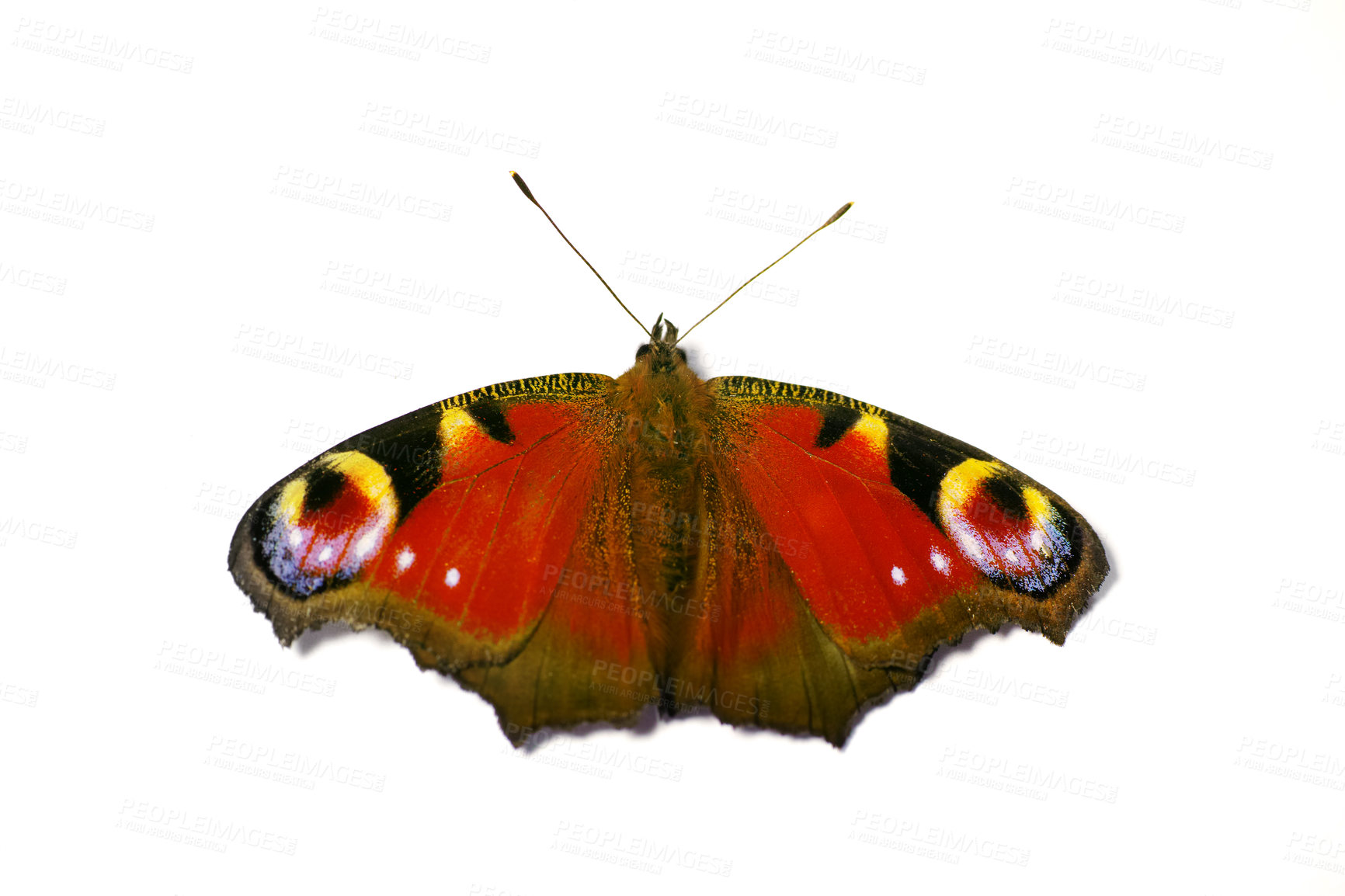 Buy stock photo Pattern, insect and wings of butterfly on a white background for environment, zoology and entomology study. Animal anatomy, nature and isolated European Peacock creature for conservation in studio