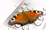 Butterfly - European Peacock butterfly