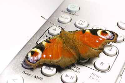 Buy stock photo Animal, insect and butterfly on remote in studio for environment, zoology and entomology. Nature, natural anatomy and isolated European Peacock creature on TV control buttons on a white background