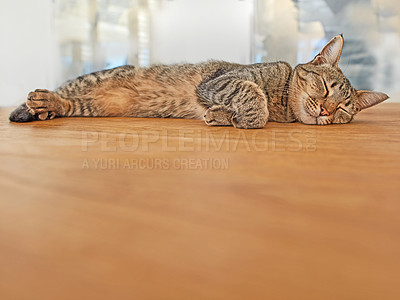 Buy stock photo Cute cat sleeping on the floor with copyspace. Adorable pet taking a nap in the lounge. Grey feline laying on a wooden surface. Happy animal resting peacefully.  Lazy furry cat with copy space