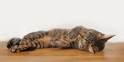 Buy stock photo Lazy pet tabby cat lying on wooden floor inside against a white wall background with copyspace. Adorable little domestic animal sleeping, napping at home. Cute furry, hairy feline purring in comfort 