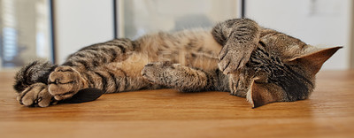 Buy stock photo Cute tabby cat sleeping on a table at home. Funny pet domestic shorthair lying on a wooden surface, relaxing inside. Adorable spoiled striped brown kitten covering its face with paw while napping