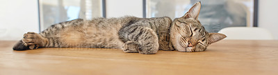 Buy stock photo Cute cat sleeping on the living room floor. Adorable feline taking a nap in the day on a wooden surface. Domesticated animal laying in the lounge. Lazy pet relaxing in a house with copy space