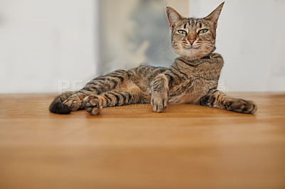 Buy stock photo Portrait of a funny looking tabby cat lying on a wooden table. Low angle of a smug pet with an odd expression relaxing on an indoor surface. Curious brown domestic shorthair kitten at waiting home