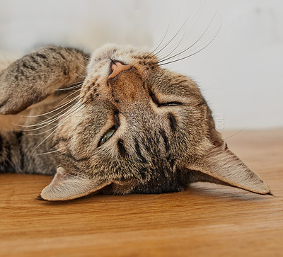 Buy stock photo Face of a cute cat sleeping on the living room floor. Head of an adorable pet taking a nap in the day on a wooden surface. Happy domesticated animal laying and relaxing in the lounge