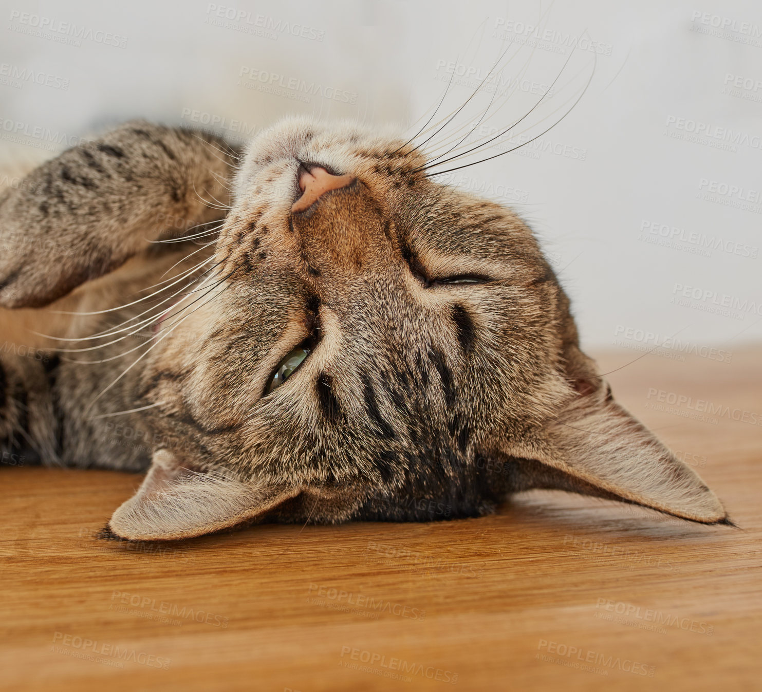 Buy stock photo Face of a cute cat sleeping on the living room floor. Head of an adorable pet taking a nap in the day on a wooden surface. Happy domesticated animal laying and relaxing in the lounge