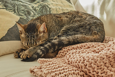 Buy stock photo Cute cat sleeping on a couch in the living room at home. Adorable feline taking a nap in the day on a sofa. Domesticated animal laying in the lounge. Lazy pet resting on a bed. Cat relaxing alone