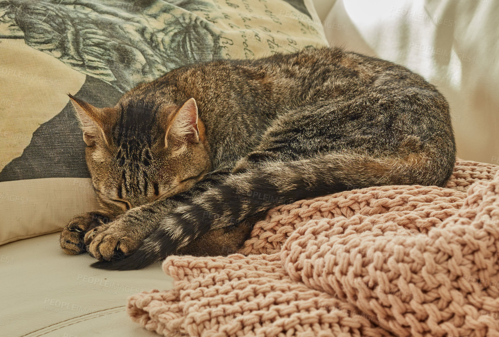 Buy stock photo Cute cat sleeping on a couch in the living room at home. Adorable feline taking a nap in the day on a sofa. Domesticated animal laying in the lounge. Lazy pet resting on a bed. Cat relaxing alone