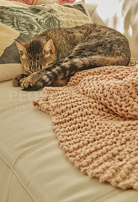 Buy stock photo A cute tabby cat sleeping on a bed. One snug kitten laying on a soft, cozy cushion taking an afternoon nap. Spoiled domesticated fur pet enjoying the indoors. A sleepy cat covering nose with its paw