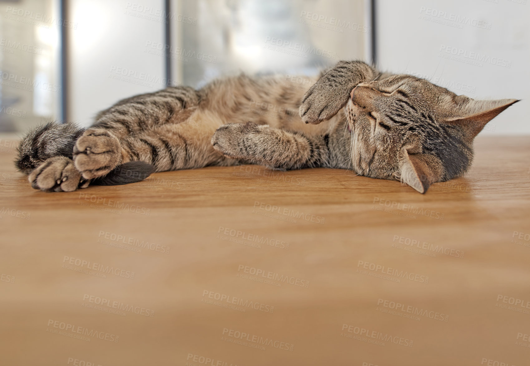 Buy stock photo Copyspace with a cat sleeping at home. Cute and fluffy shorthair kitten enjoying a long nap during the day. Domestic feline and indoor pet dreaming about treats. Tired animal relaxing and resting