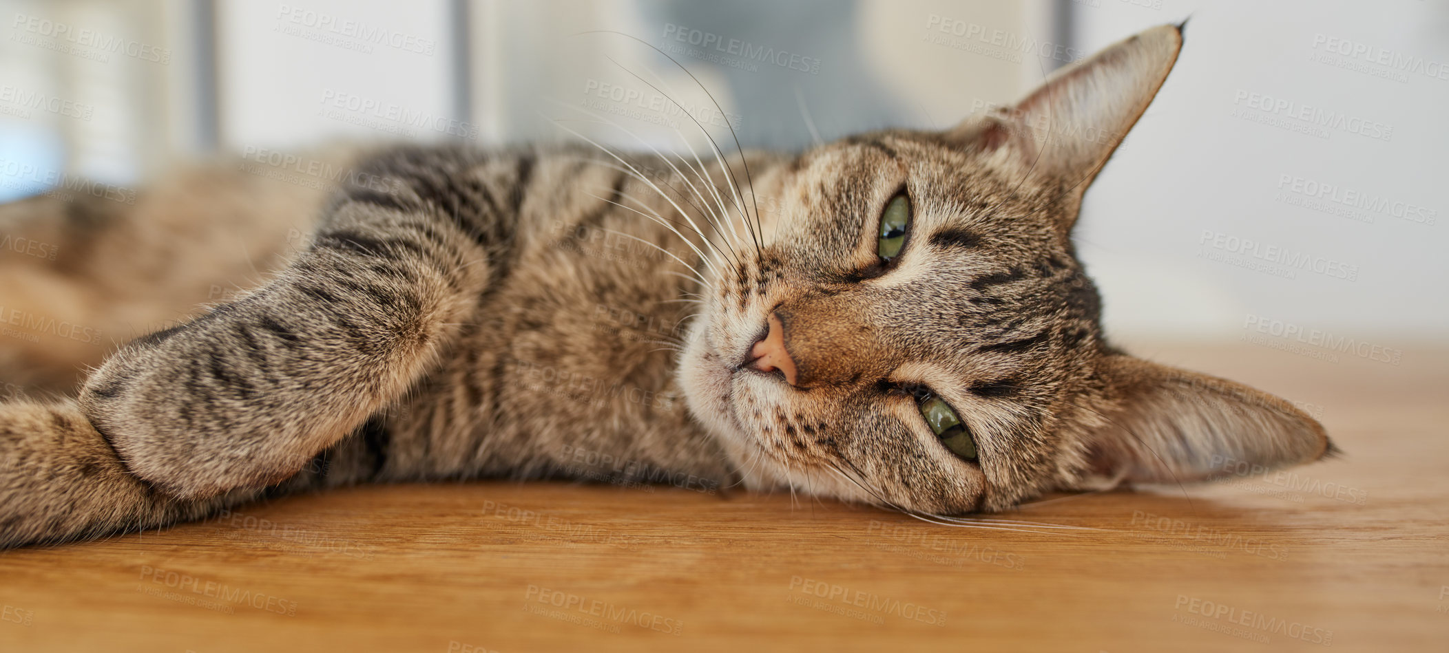 Buy stock photo Cute cat falling asleep at home. Portrait of an adorable brown kitten ready for a nap while feeling lazy and curious. Face of a cuddly and furry domestic animal waiting for pets and cat treats
