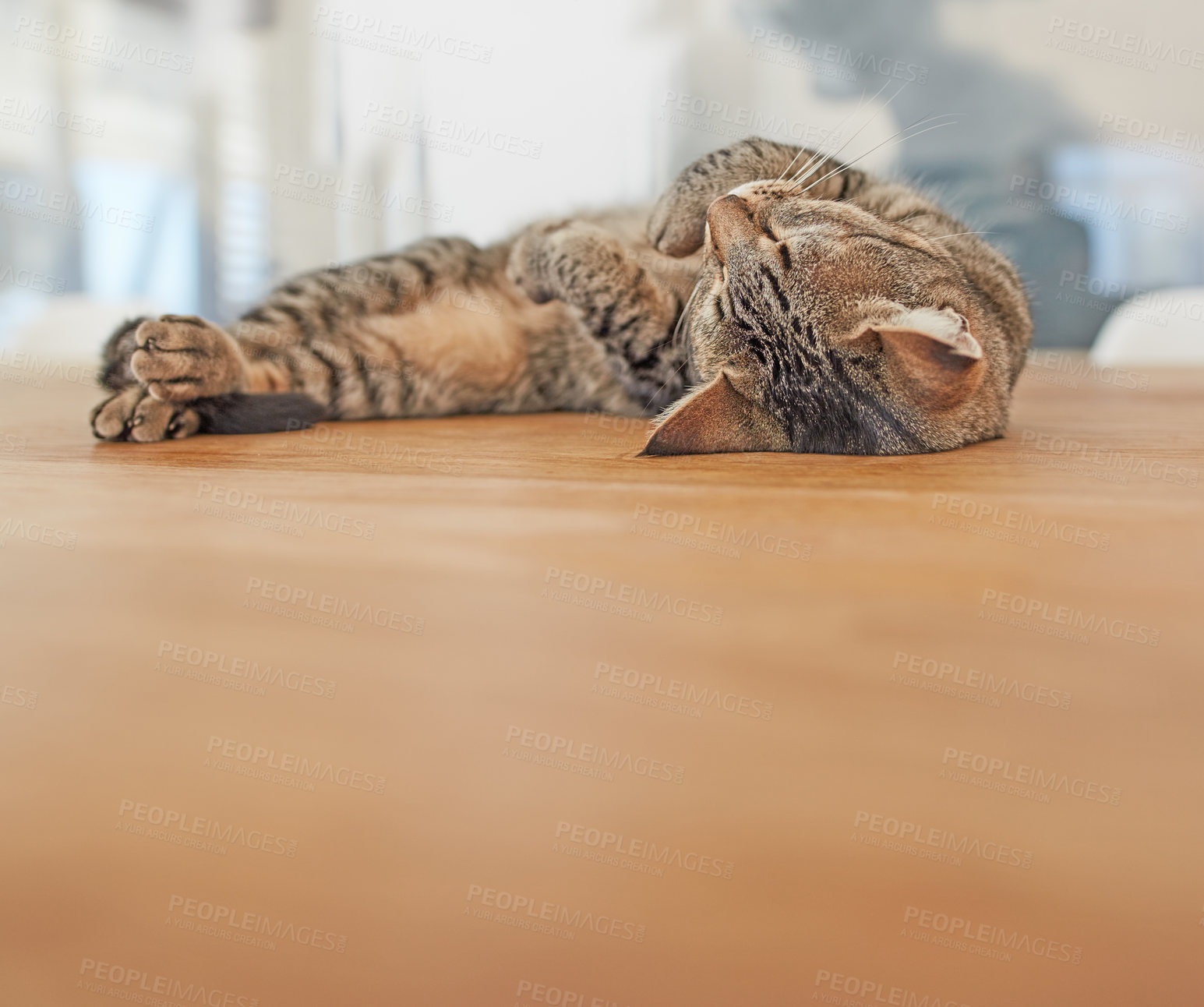 Buy stock photo A cute tired cat relaxing on a table in a home after playing all day. Lazy pet comfortably resting after being sneaky all day. An adorable cuddly feline calmly lying on its back indoors and resting