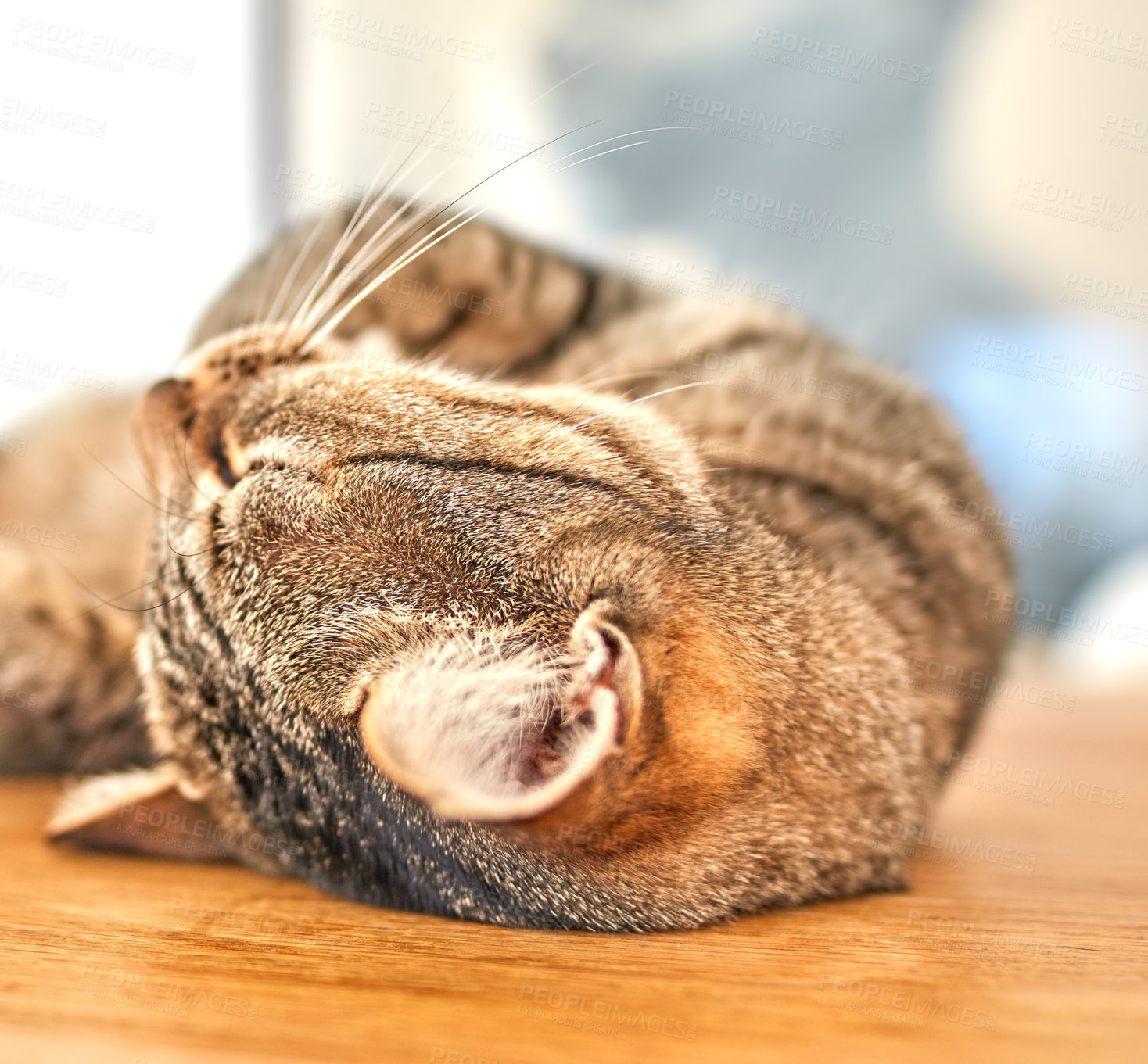 Buy stock photo Cute grey tabby cat lying on the floor with his eyes closed. Closeup of a feline with long whiskers, sleeping or resting on wooden surface at home. Purring cat on his back dreaming about being petted