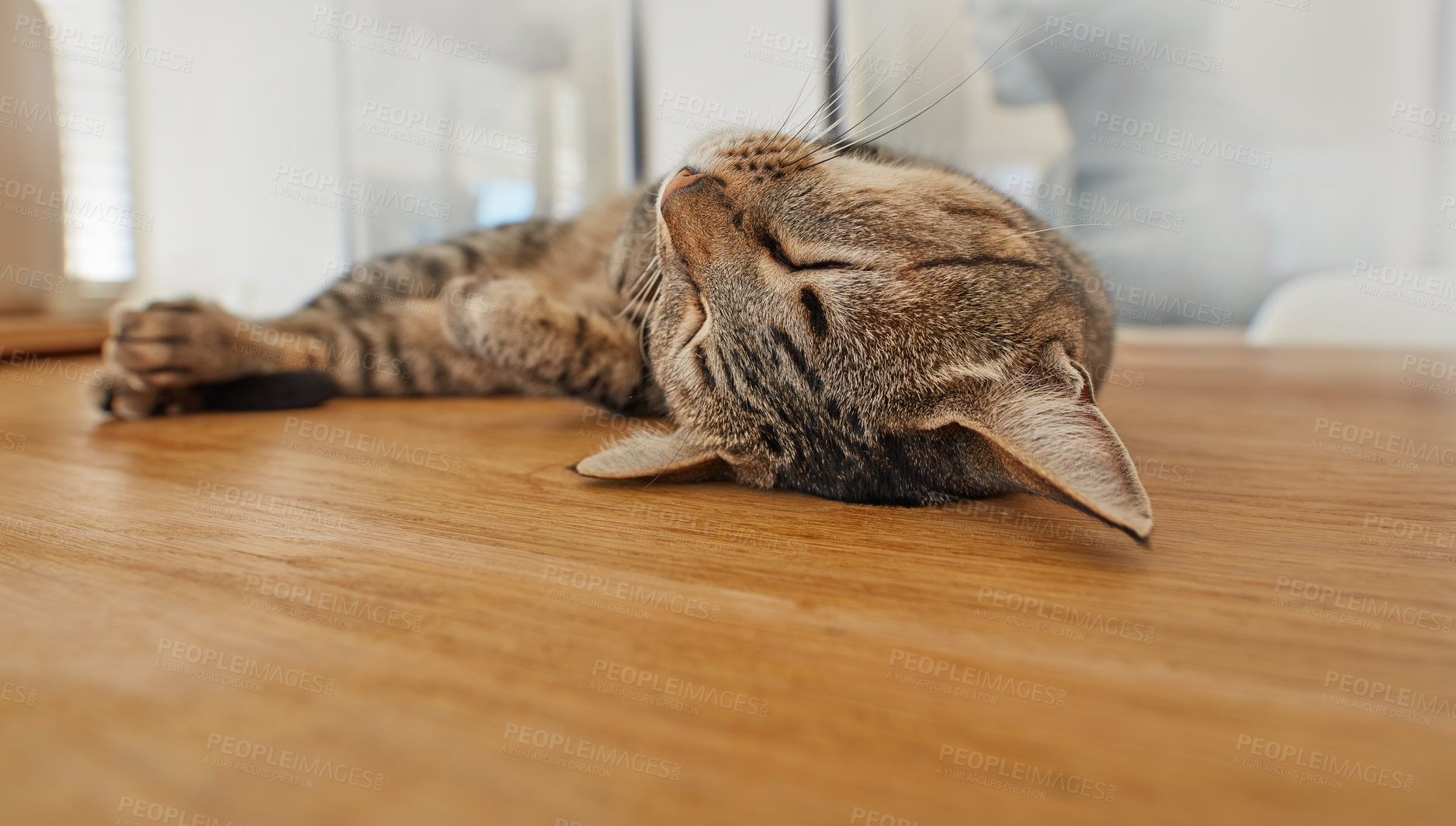 Buy stock photo Cute cat sleeping on living room floor at home. Adorable feline taking nap in the day on a wooden surface. Domesticated animal laying in the lounge. Relaxed pet resting in a house. Happy cat napping