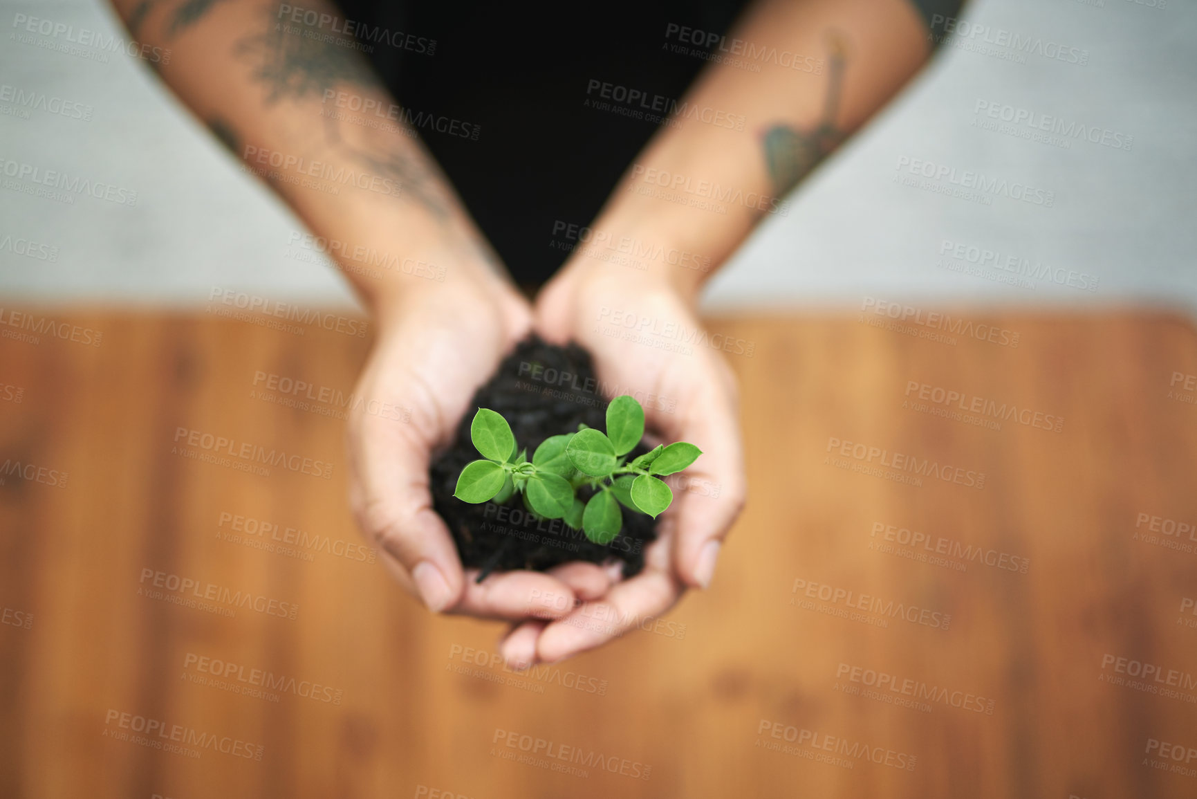 Buy stock photo Hands, soil and plant for business growth, ecology and change for opportunity and charity. Person with fertilizer, sustainability and eco friendly corporate goals for climate change and environment
