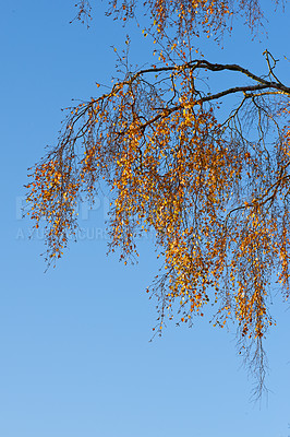 Buy stock photo It is autumn