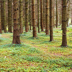 Autumn trees