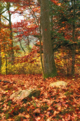 Buy stock photo Oak trees, forest floor and autumn with red leaves, ground and morning on field in countryside. Woods, plants and outdoor in fall with horizon, landscape and environment in nature at park in Canada