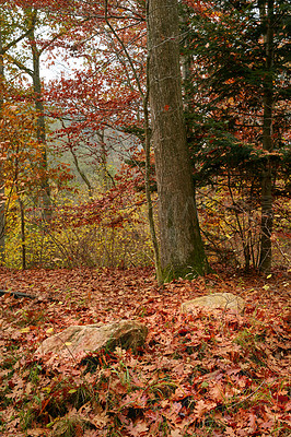 Buy stock photo Oak trees, forest and outdoor in autumn with red leaves, ground and morning on field in countryside. Woods, plants and fall with horizon, landscape and environment in nature at park in Germany