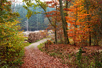 Autumn trees