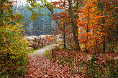 Buy stock photo Trees, forest path and autumn with red leaves, ground and harmony in morning, field and countryside. Woods, plants and outdoor in fall with road, landscape and environment in nature at park in Canada