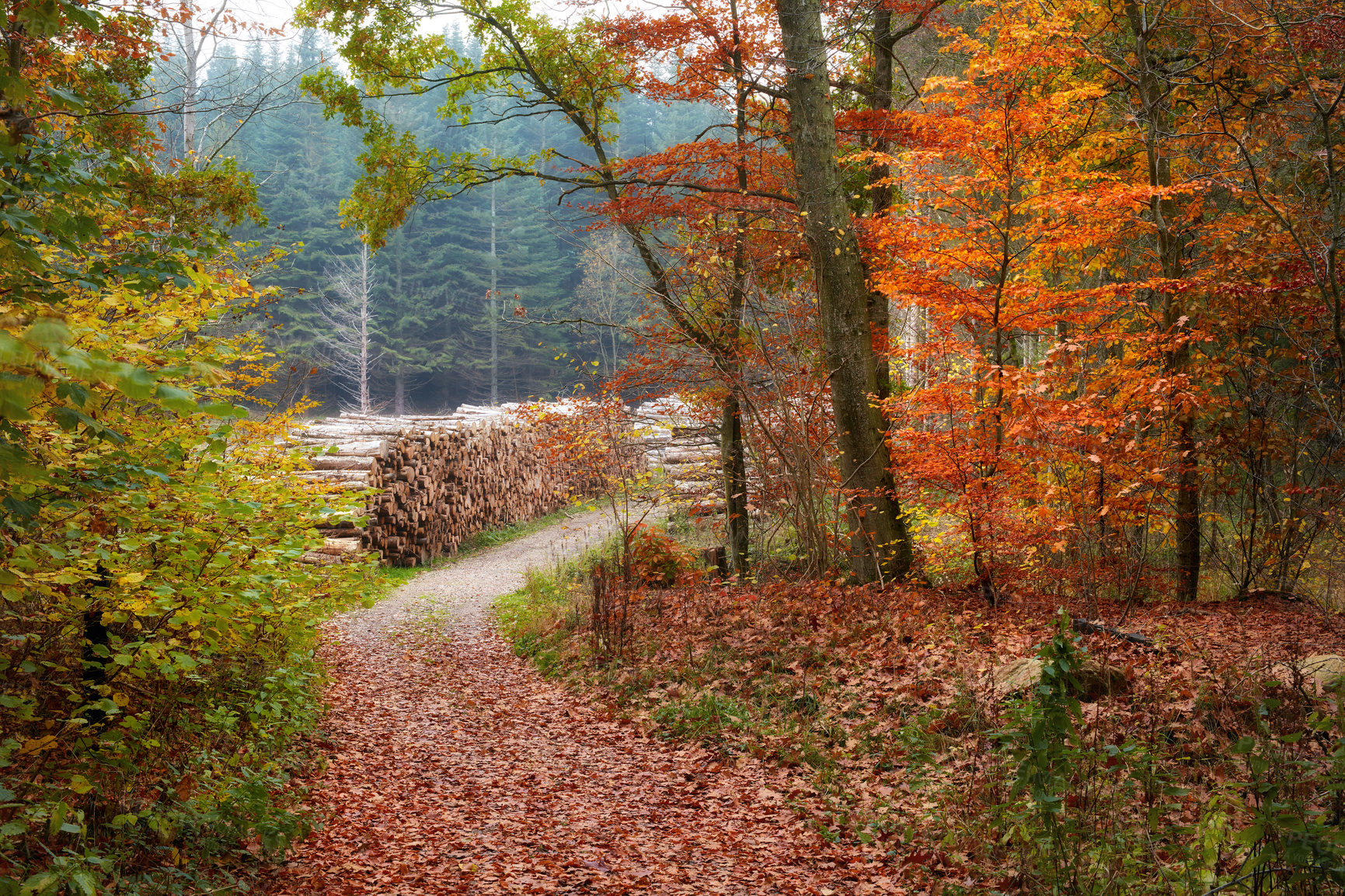 Buy stock photo Trees, forest path and autumn with red leaves, ground and harmony in morning, field and countryside. Woods, plants and outdoor in fall with road, landscape and environment in nature at park in Canada