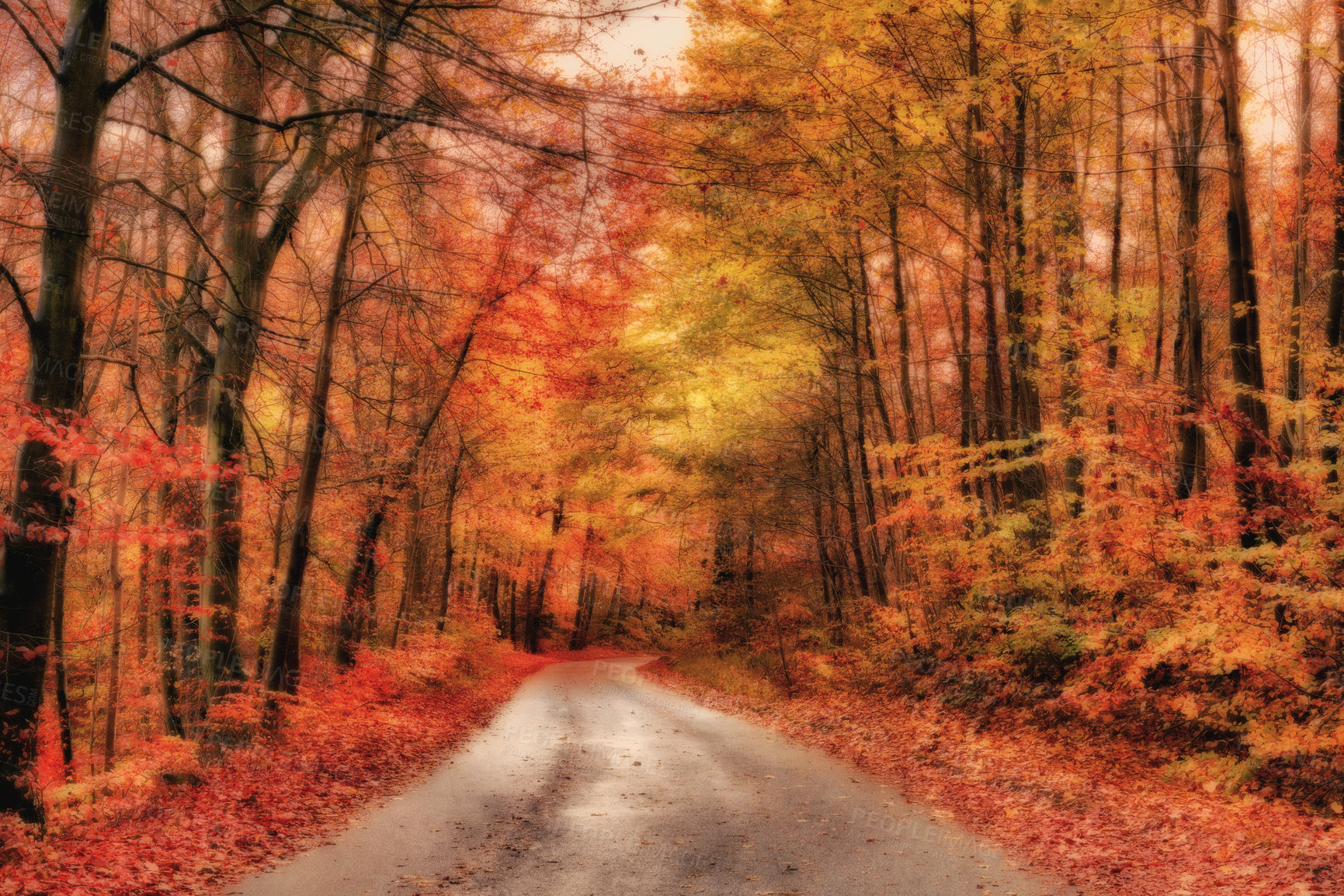 Buy stock photo Trees, forest and road in autumn with red leaves, ground or color in morning, street and countryside. Woods, travel and outdoor in fall on path, landscape and environment in nature at park in Canada