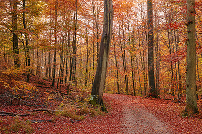 Buy stock photo Trees, woods and path in autumn with red leaves, ground and morning with field in countryside. Forest, plants and outdoor in fall with road, landscape and environment in nature at park in Canada