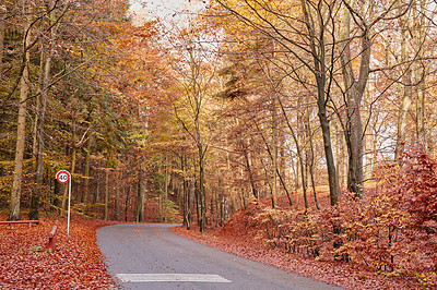 Buy stock photo Trees, woods and road in autumn, season or change with leaf litter on ground, morning and countryside. Forest, plants and outdoor in fall on path, landscape or environment in nature at park in Canada