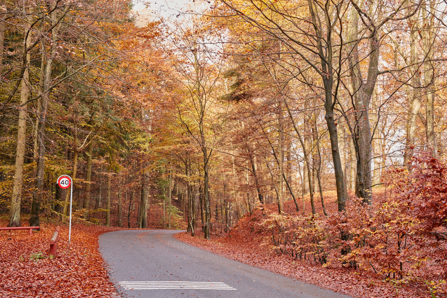 Buy stock photo Trees, woods and road in autumn, season or change with leaf litter on ground, morning and countryside. Forest, plants and outdoor in fall on path, landscape or environment in nature at park in Canada